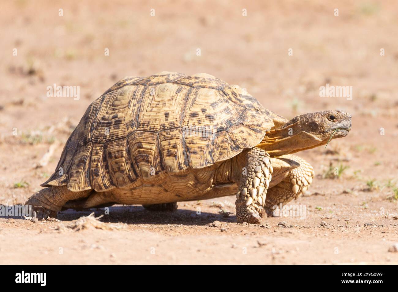 Leopard Tortoise (Stigmochelys pardalis) Kgalagadi Transfrontier Park ...