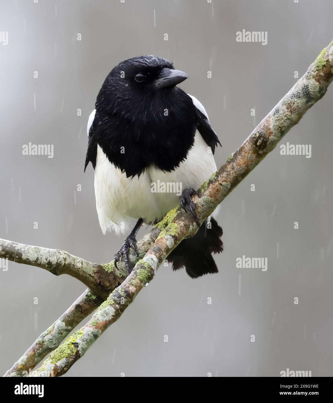 A Magpie (Pica pica) in an Oak Tree in the Cotswold Hills Stock Photo