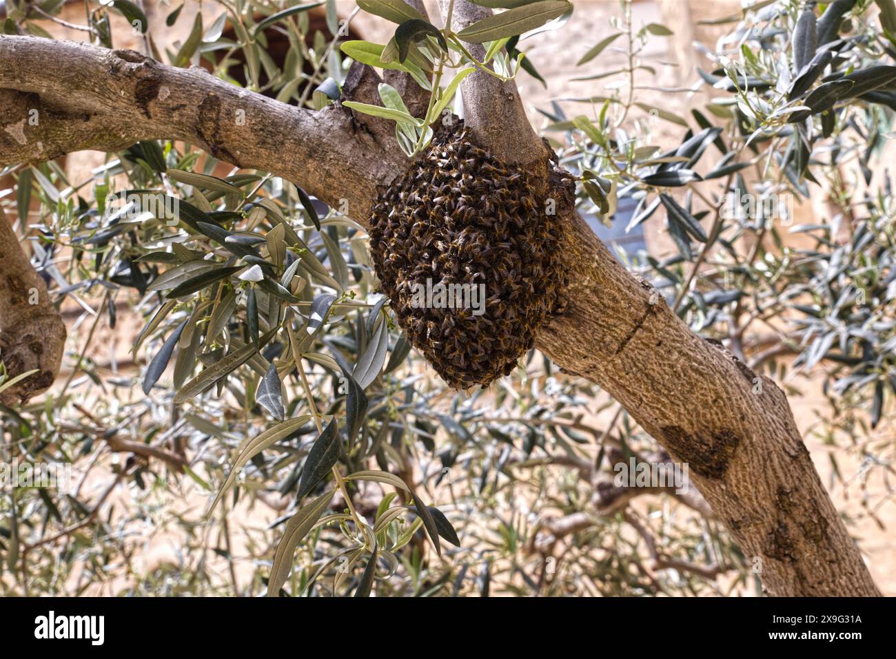 New bee swarm has escaped from the hive and sat on a green tree in a summer day Stock Photo