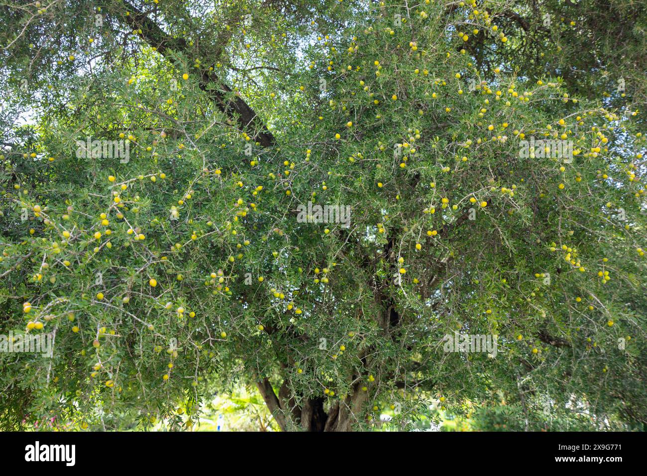 A sturdy argan tree with ripe yellow fruits among dense foliage. A ...