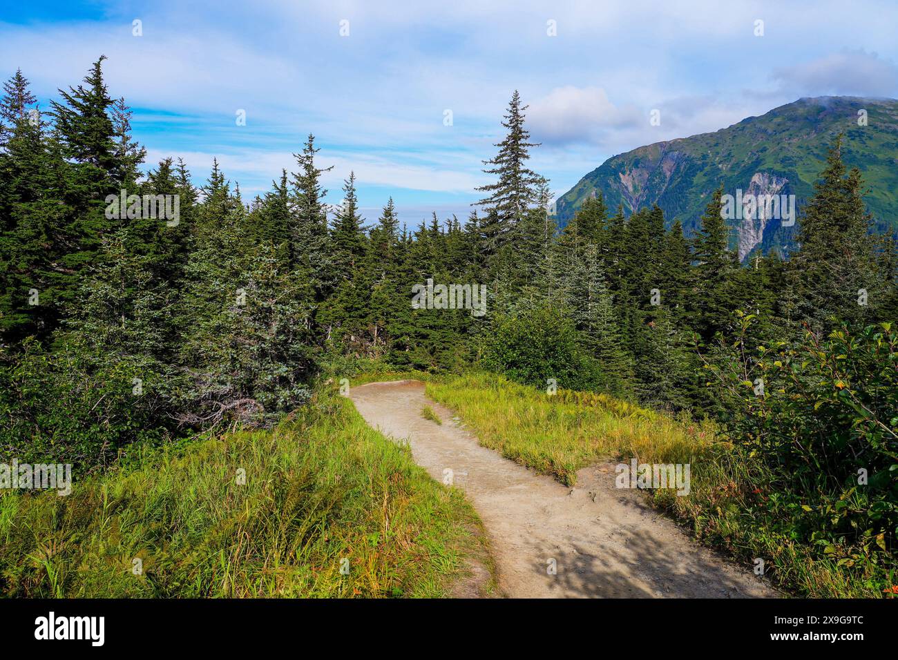 Hiking trail in a pine forest on top of Mount Roberts above Juneau, the ...