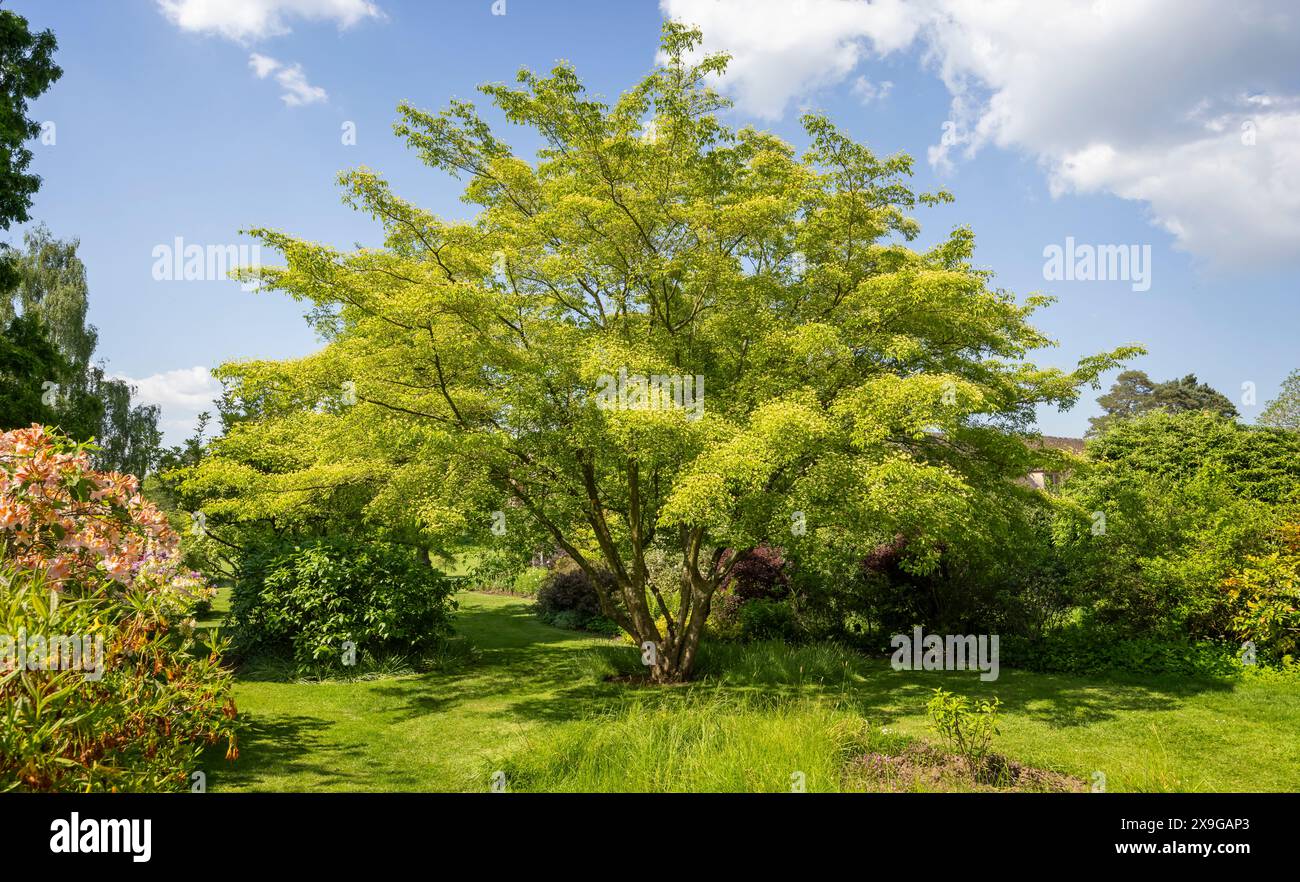 Japanese Pagoda tree in the gardens at Dudmaston Hall, near Quatt, Shropshire, UK oin 19 May 2024 Stock Photo