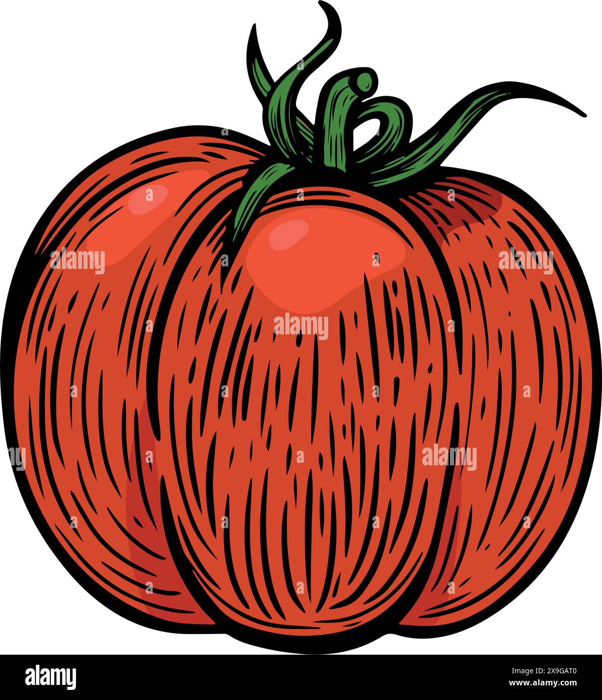 Red tomato line drawing isolated on white background. Stock Vector