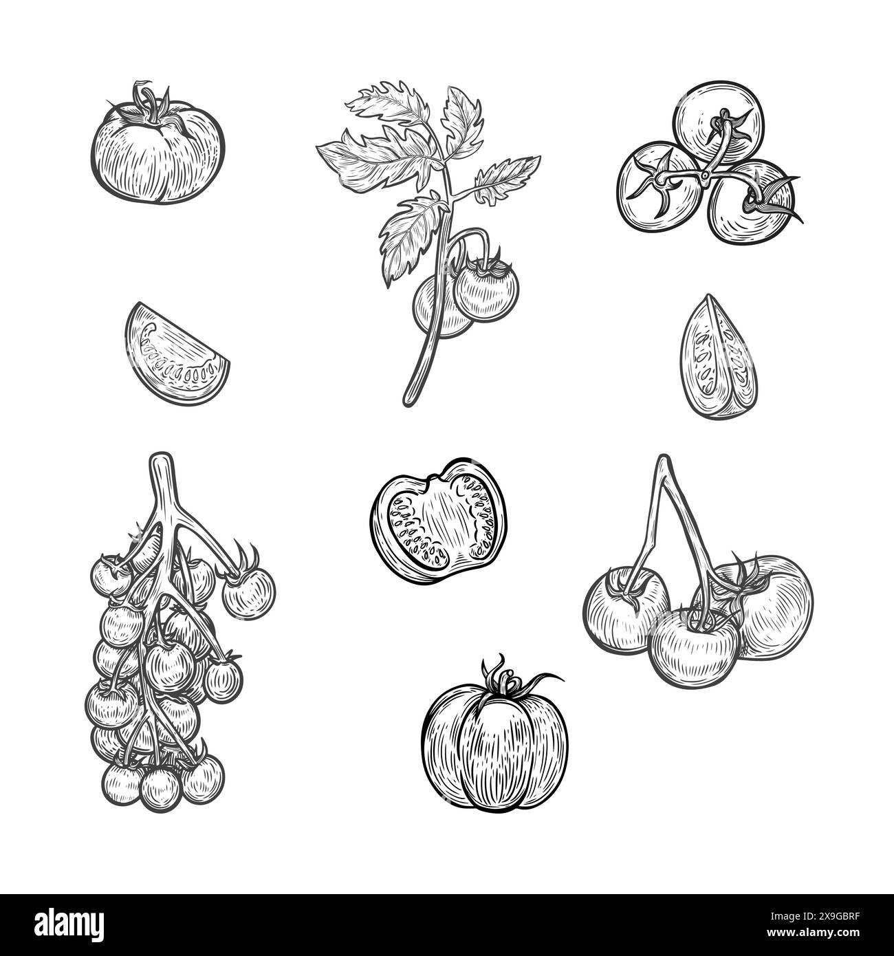 Tomatoes line drawing illustration collection. Stock Vector