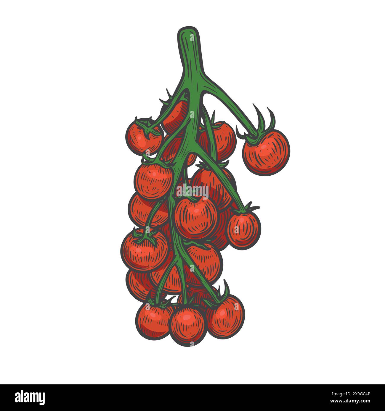 Red cherry tomatoes bunch line drawing isolated on white background. Stock Vector