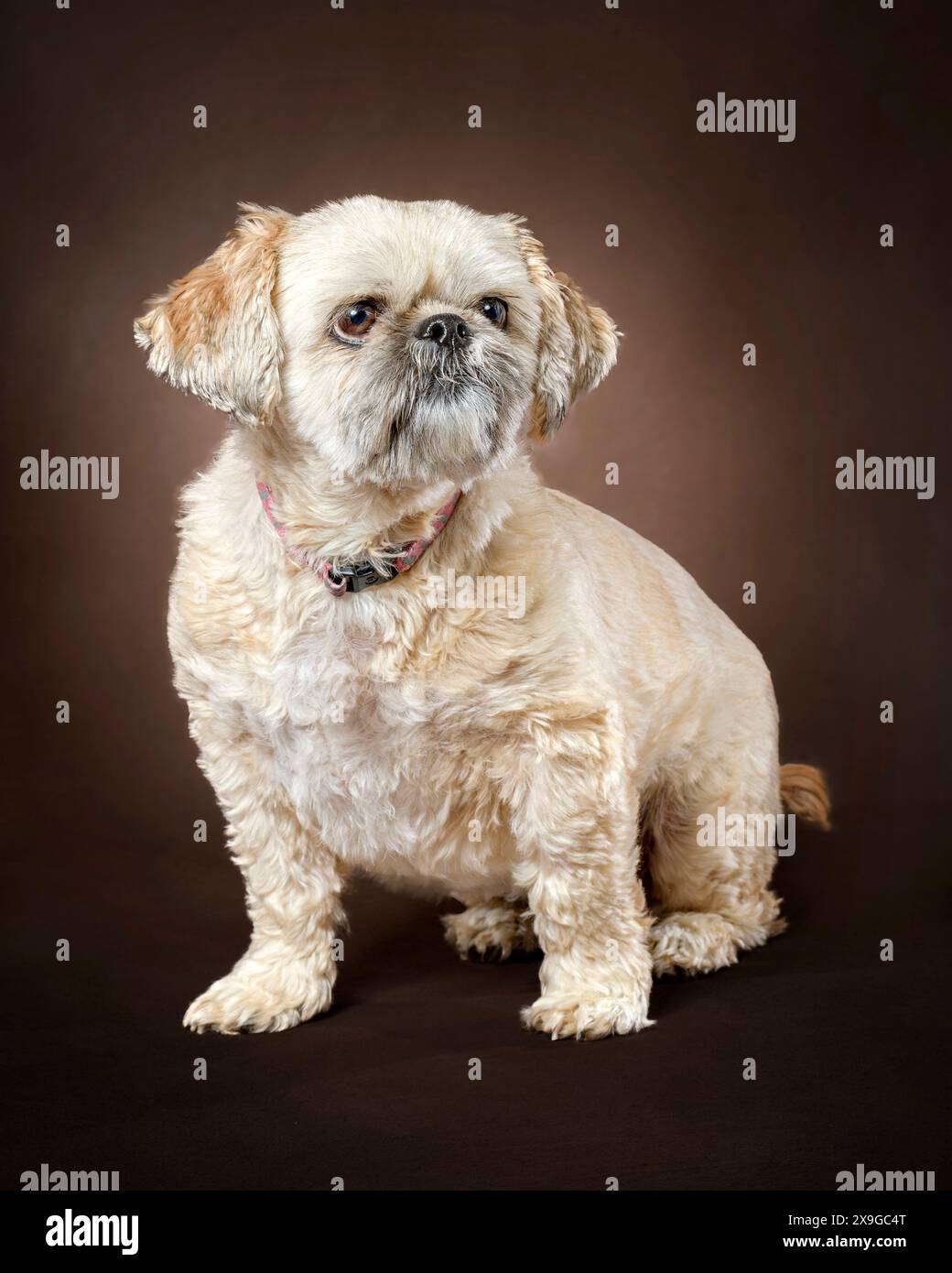 Vertical shot of a golden shih tzu sitting on a brown, black background. Stock Photo