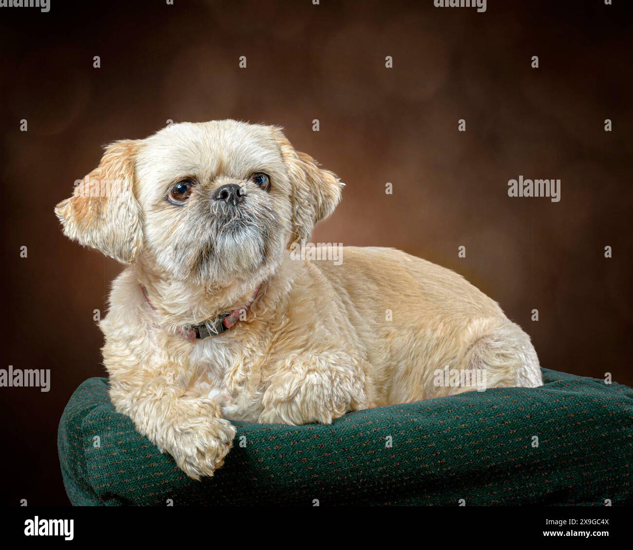 Horizontal front view shot of a golden shih tzu laying on a bed with a ...