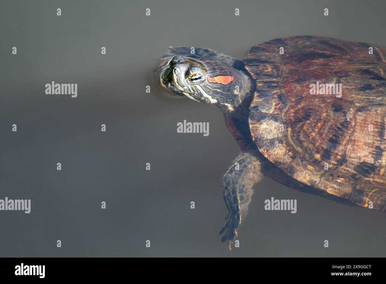 Red-eared slider swimming Stock Photo - Alamy