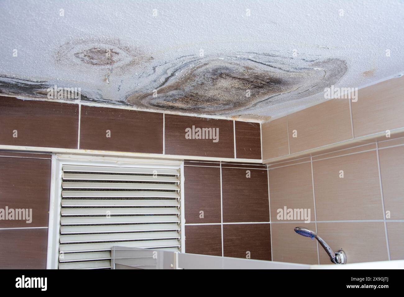 Molds in the bathroom caused by dirty water leaking from the upper floor Stock Photo Alamy