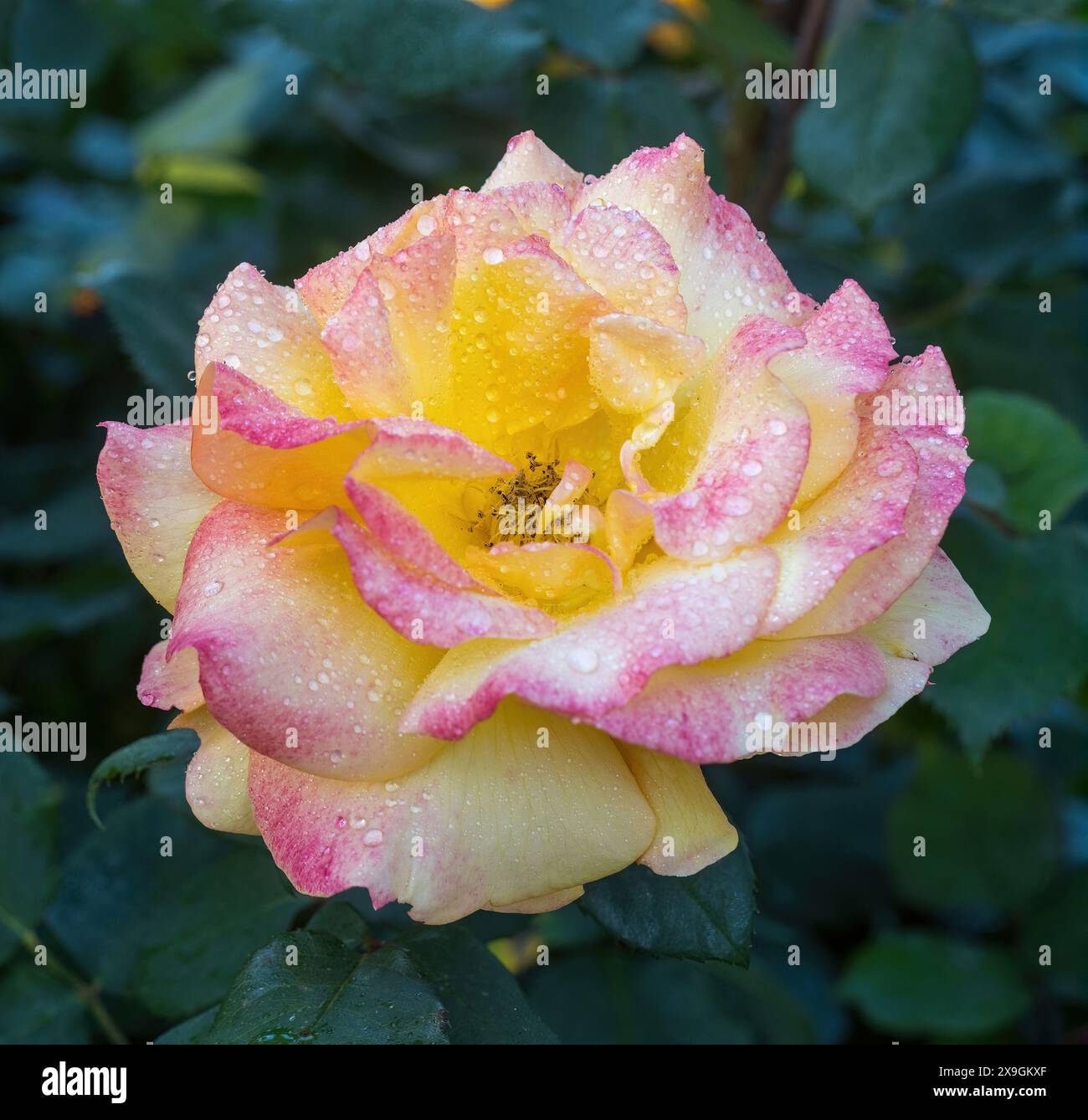 'Peace' Yellow blend Hybrid Tea Rose in bloom. San Jose Municipal Rose ...