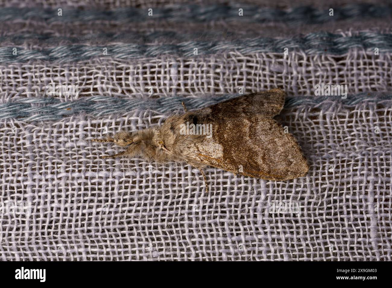 Calliteara pudibunda Family Erebidae Genus Calliteara Pale tussock moth ...