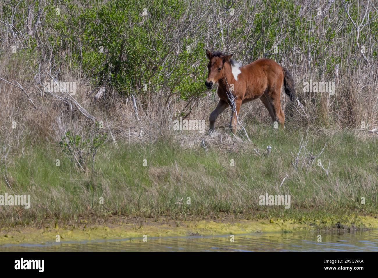 Wild pony walking in the grass, Assateague Island National Seashore, Maryland Stock Photo