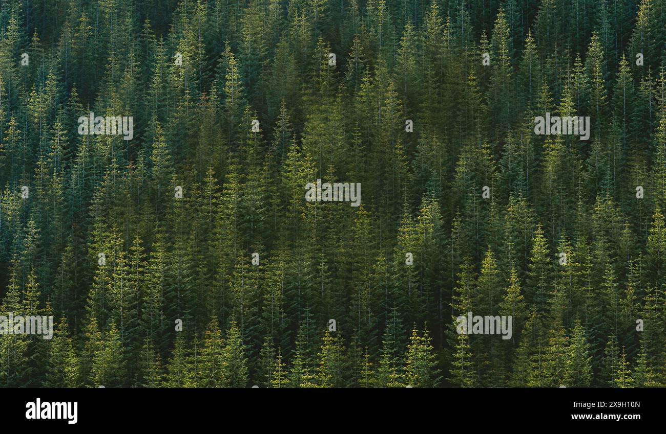 Image showcasing Dense natural landscape hi-res stock photography and images - Alamy