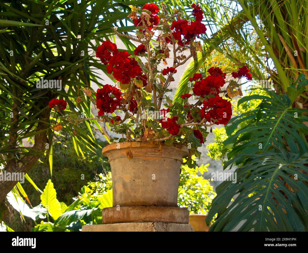 A flower pot with bright red flowers stands in a garden, surrounded by palm trees and green plants in the sunshine, palma de Majorca with its Stock Photo