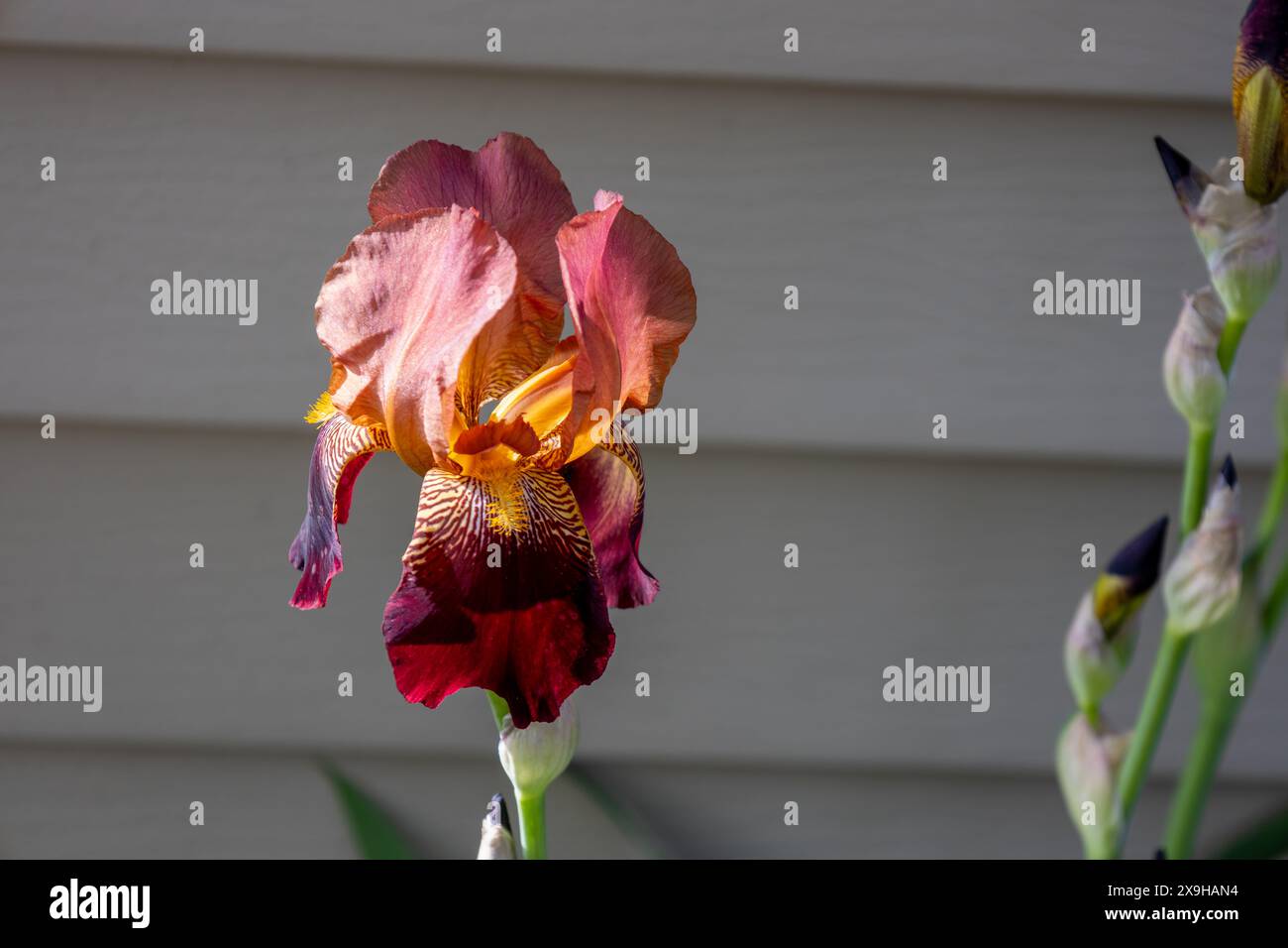 Macro view of a single blooming crimson red bearded iris flower (iris germanica) in varying shades of purple and yellow Stock Photo