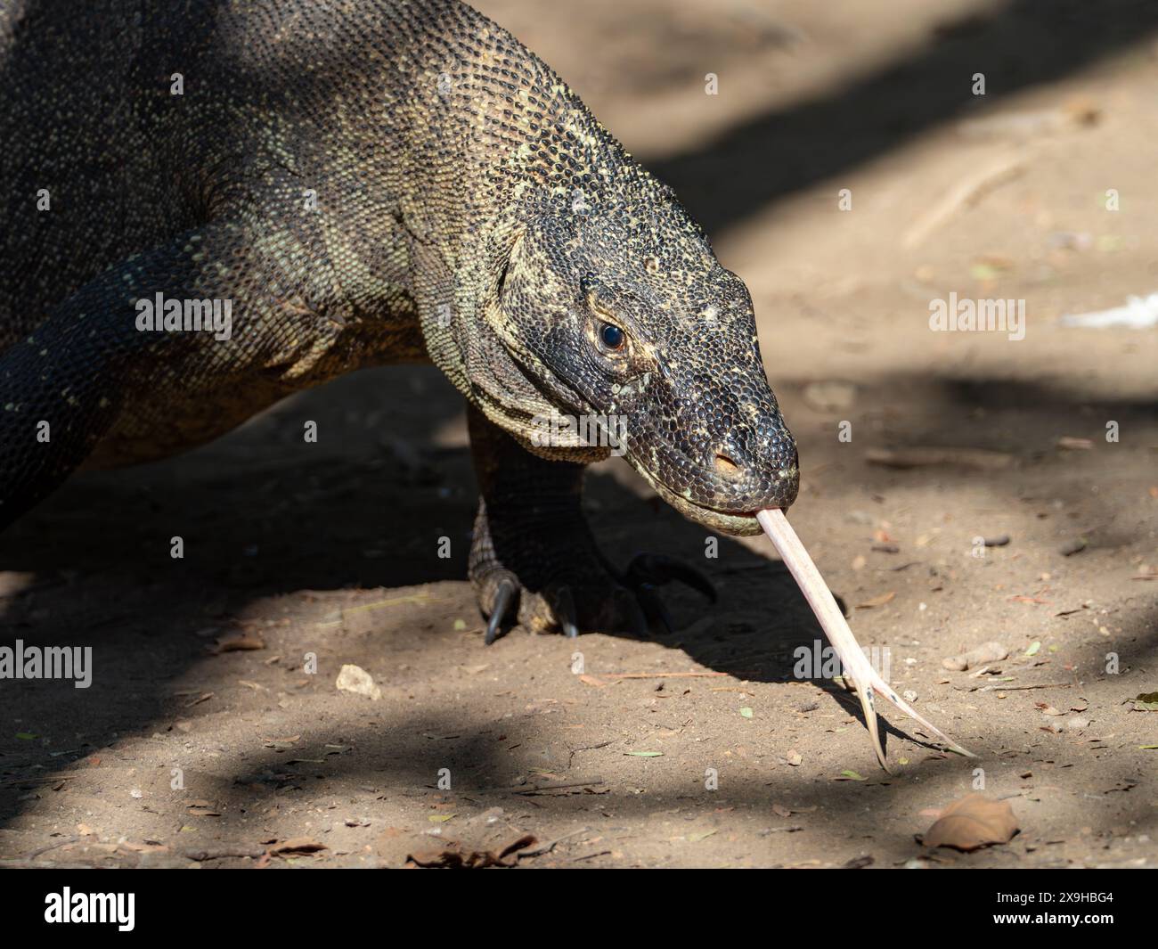 Komodo dragon, Varanus komodoensis, largest lizard on the planet in ...