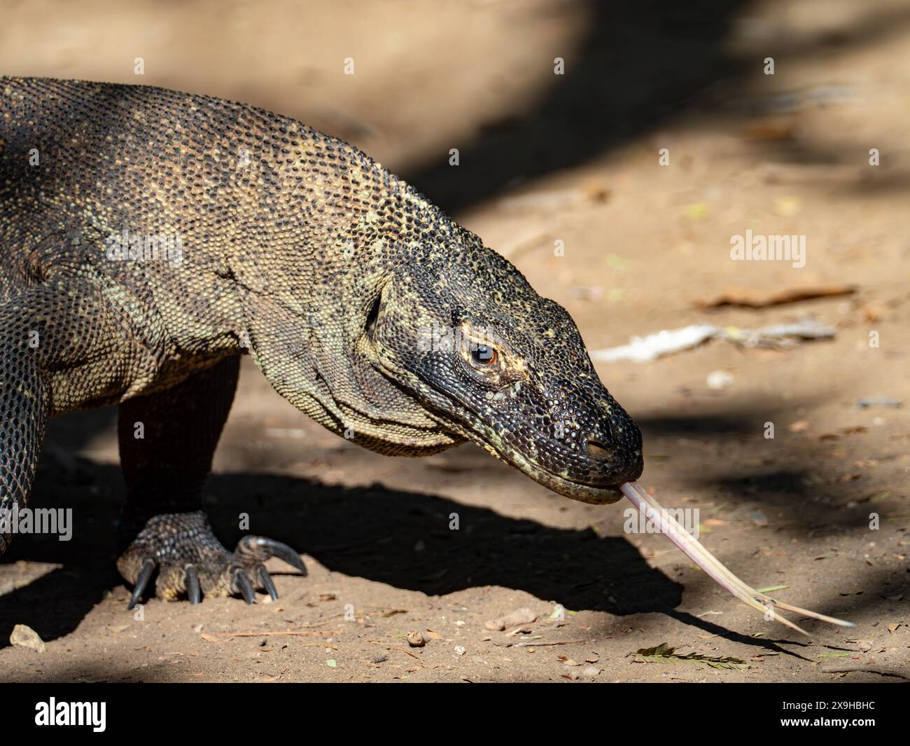 Komodo dragon, Varanus komodoensis, largest lizard on the planet in
