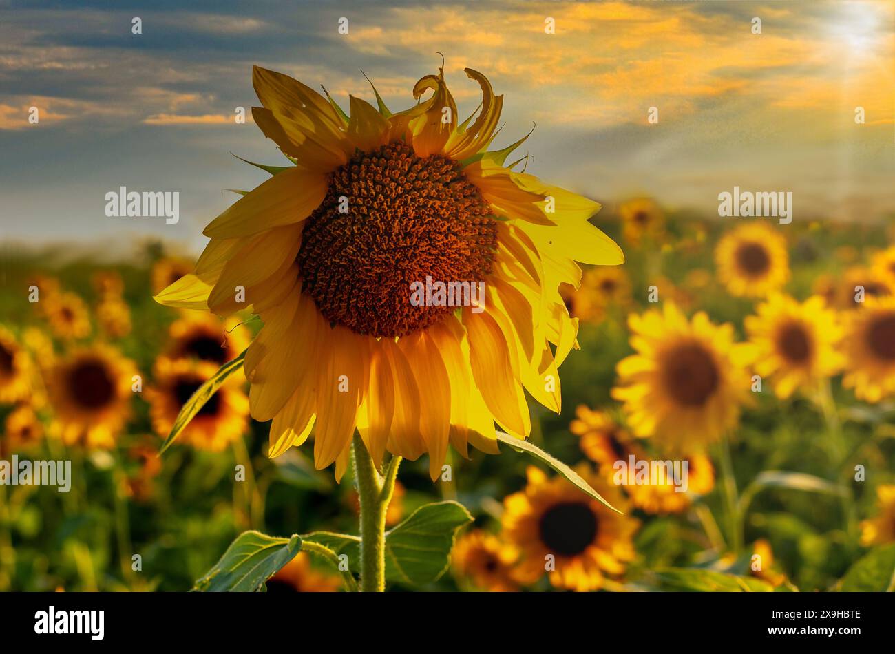 Field of sunflowers during golden afternoon Stock Photo - Alamy