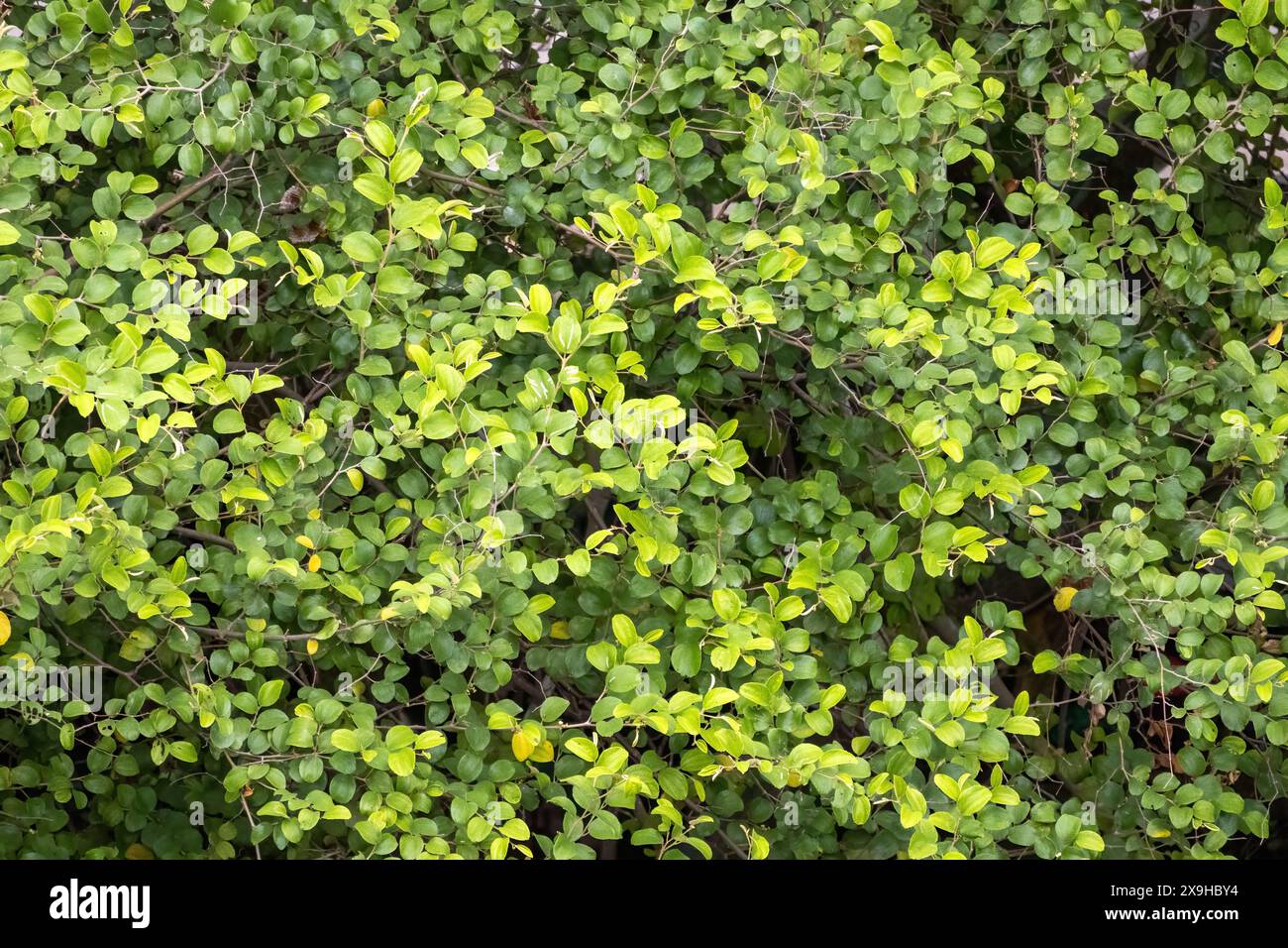 Jujube tree green leaves background. Ziziphus mauritiana, also known as Indian jujube, Indian plum, Chinese date, and Chinese apple is a tropical frui Stock Photo