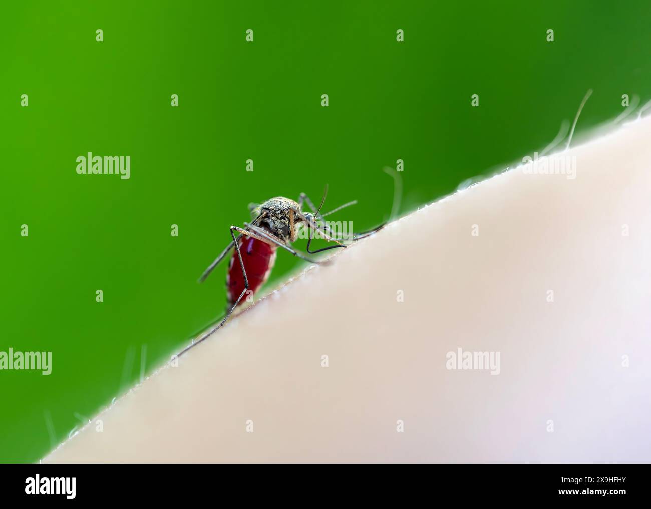 Belly scratch hi-res stock photography and images - Alamy