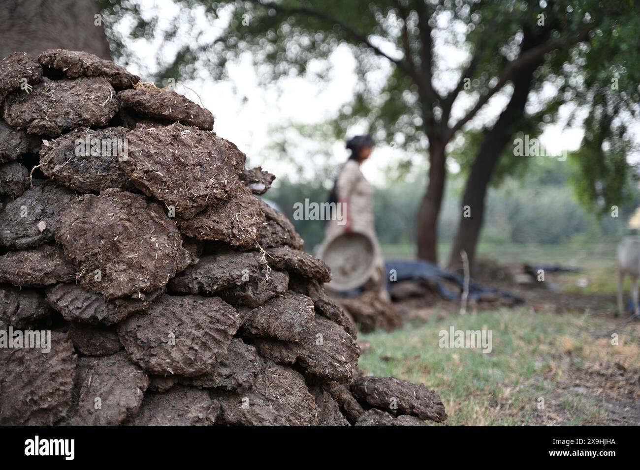 Roti cooking in sun hi-res stock photography and images - Alamy