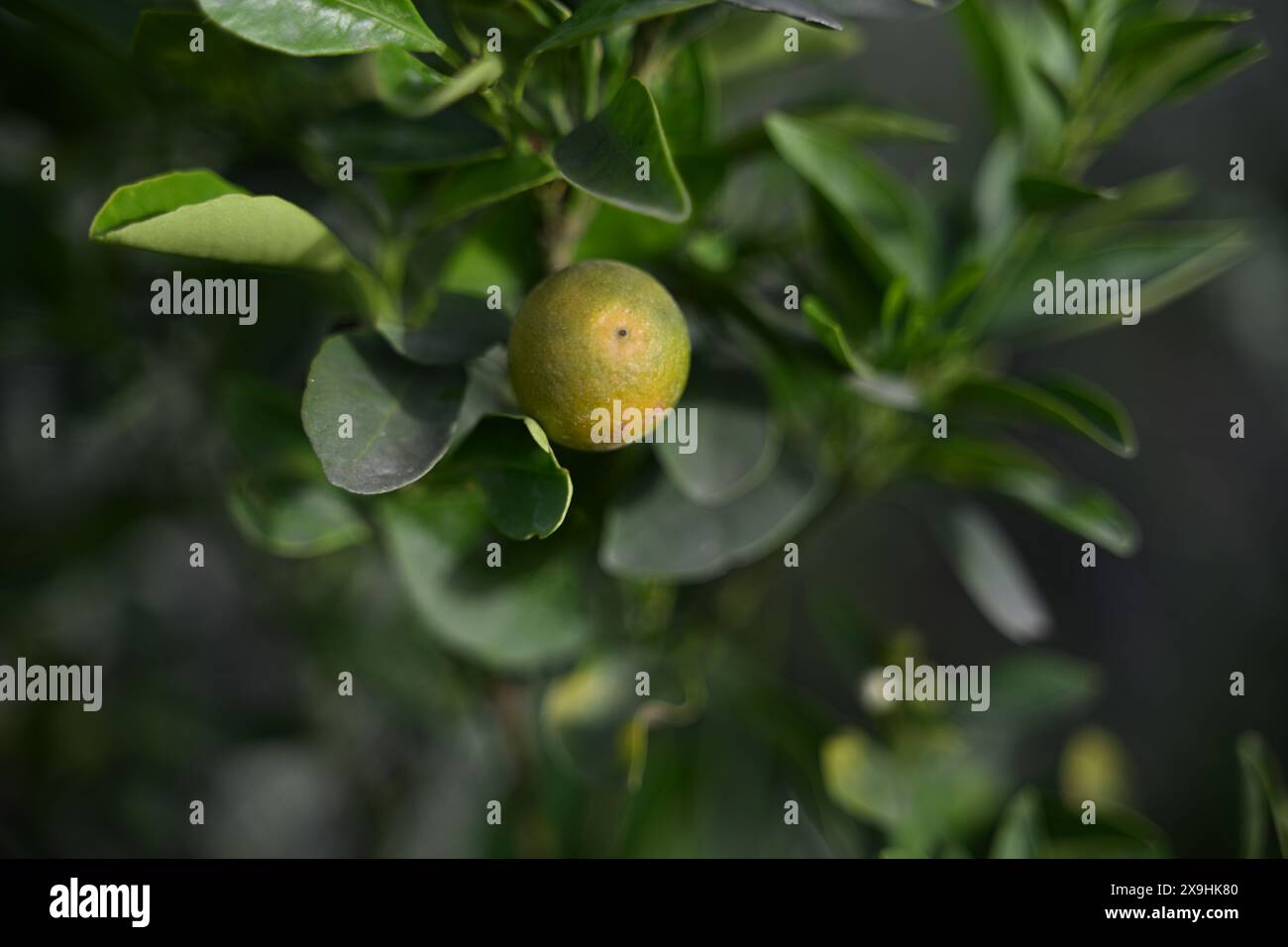 High quality image of : Unveiling the China Orange: A Sweet Citrus ...