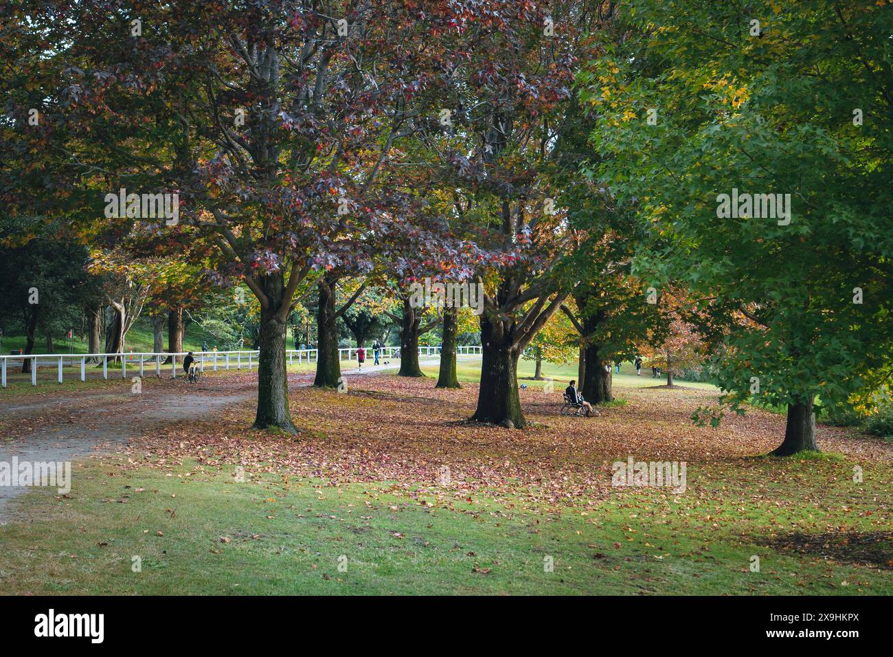 Autumn in Centennial Park in Sydney Australia Stock Photo - Alamy