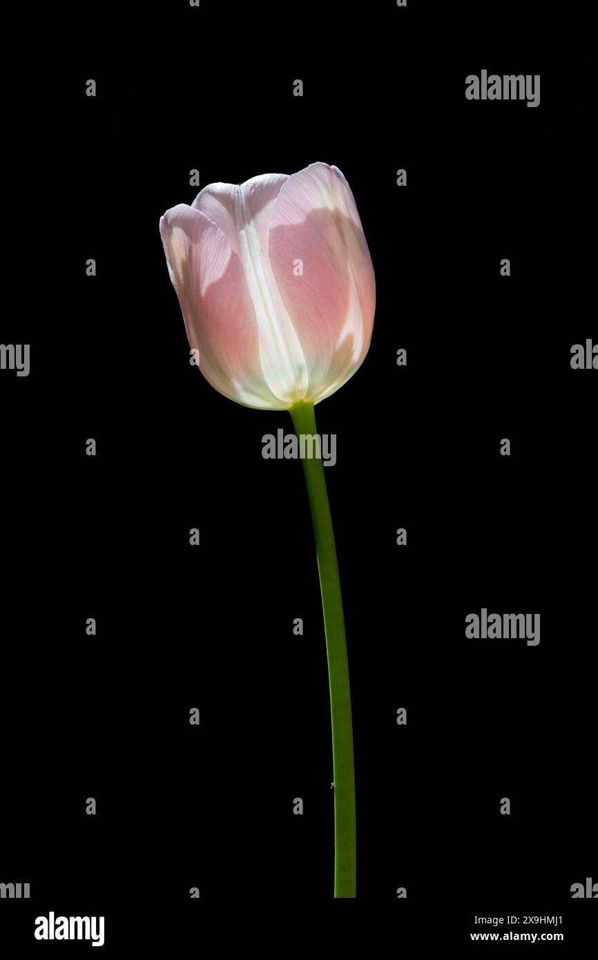 Backlit pink tulip flower against black background. Stock Photo