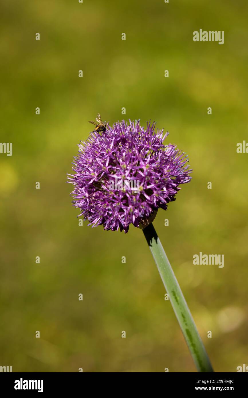 A bee on a giant onion flower (Allium giganteum). Stock Photo