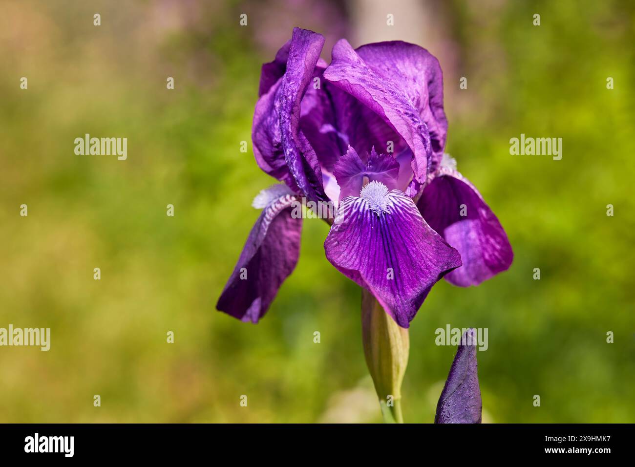 Purple blossom of a German bearded iris (Iris germanica). Stock Photo