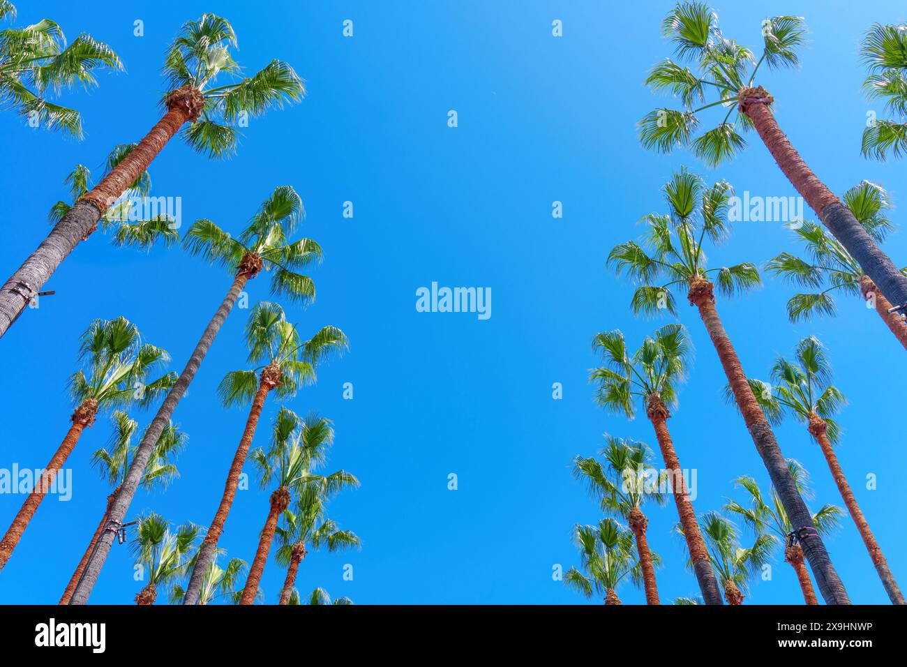 Group of towering palm trees hi-res stock photography and images - Alamy