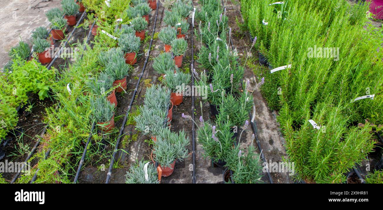 Lane for the reproduction of plants in a nursery. Young trees rows Stock Photo