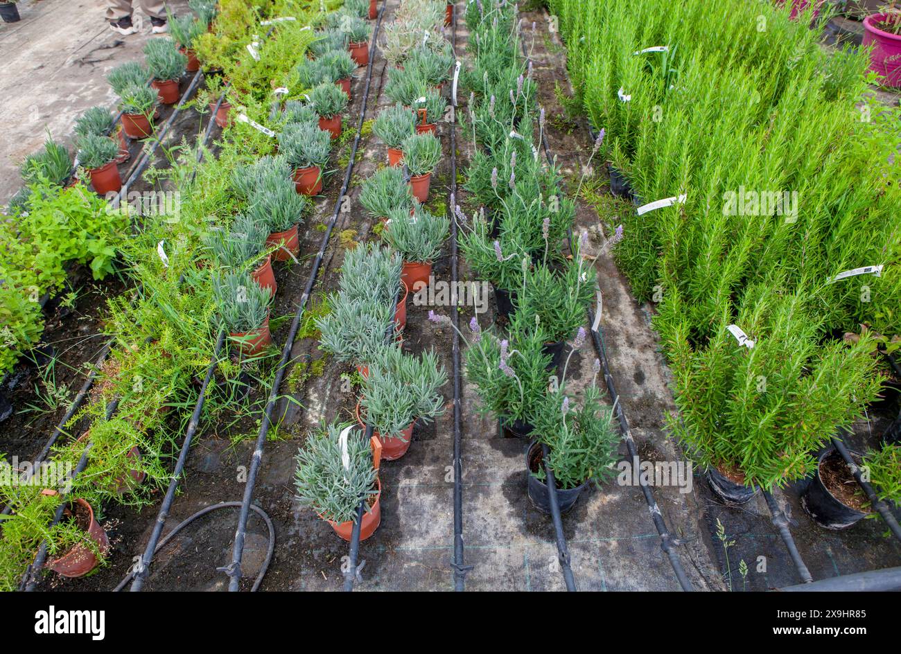 Lane for the reproduction of plants in a nursery. Young trees rows Stock Photo