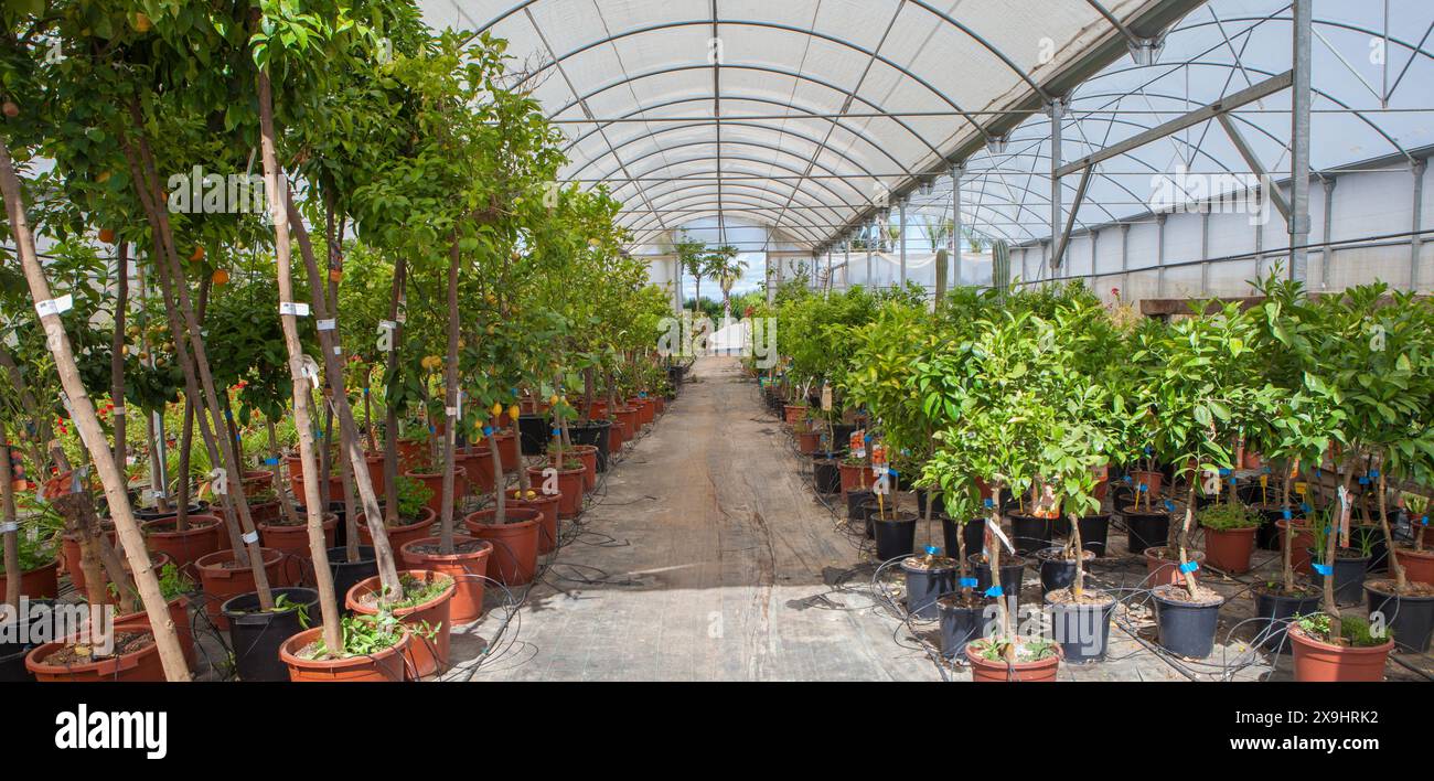 Lane for the reproduction of plants in a nursery. Citrus greenhouse Stock Photo