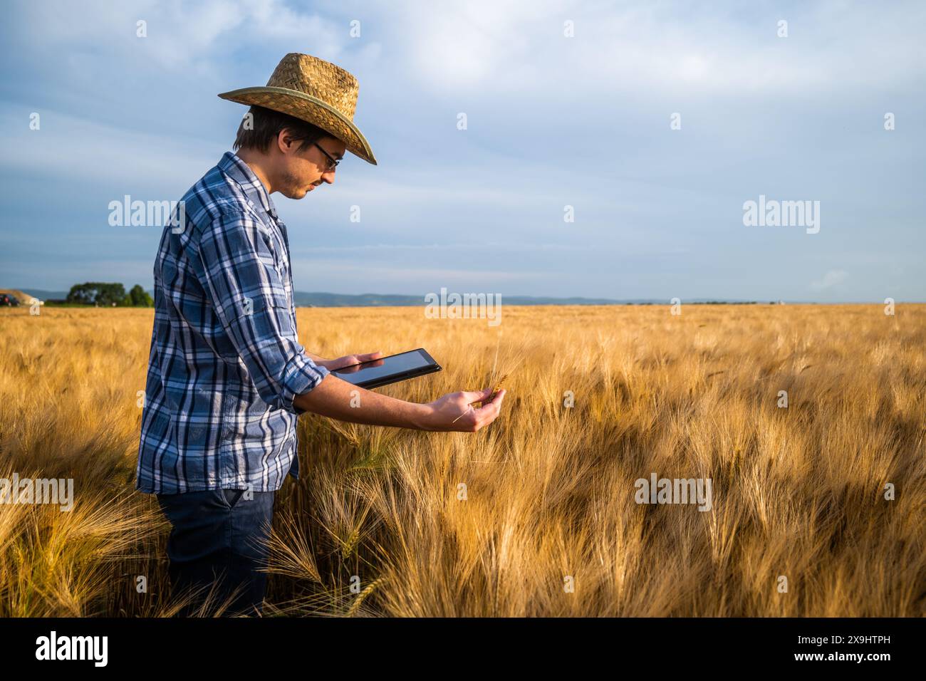 Farmer tablet hand wheat field hi-res stock photography and images - Alamy