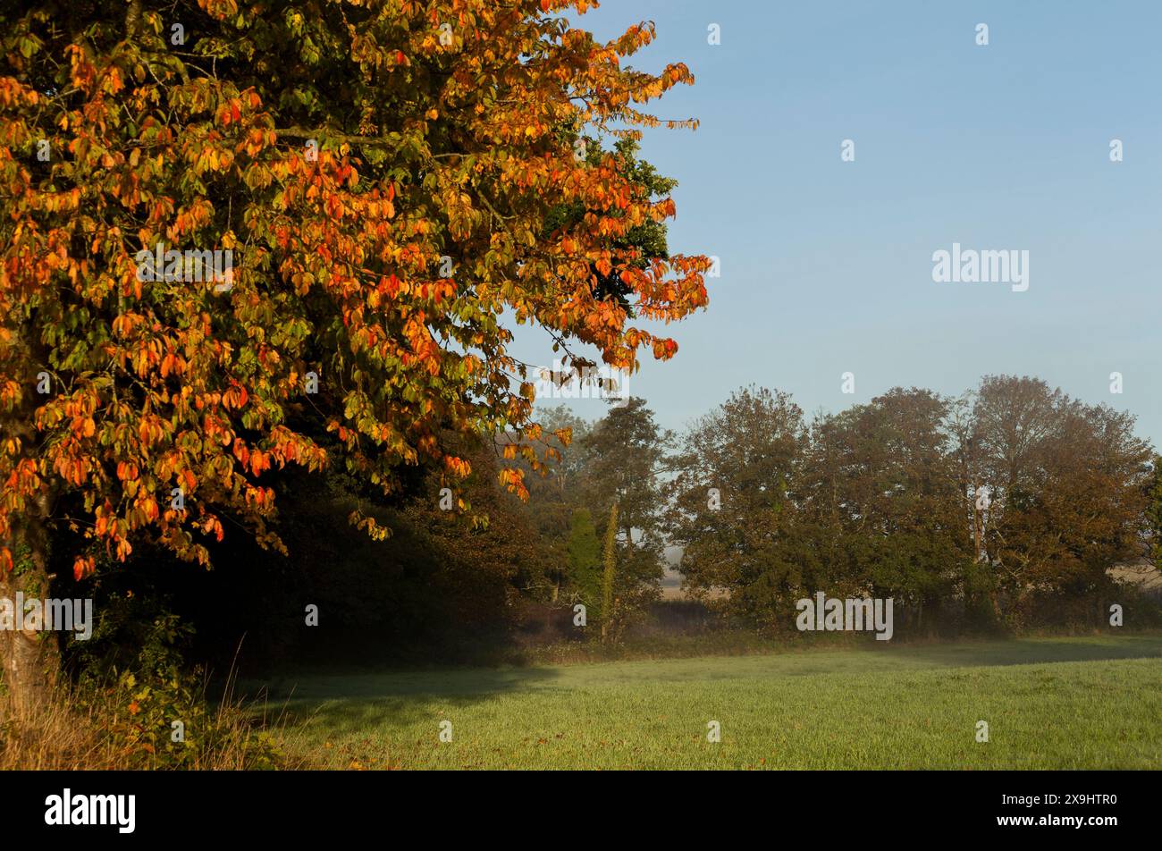 Autumn trees and mist on a grass field Stock Photo