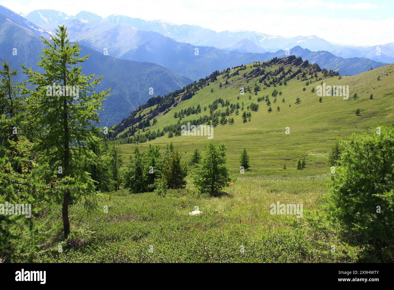 Alpine gorge with rocks and forest against the backdrop of mountain ...