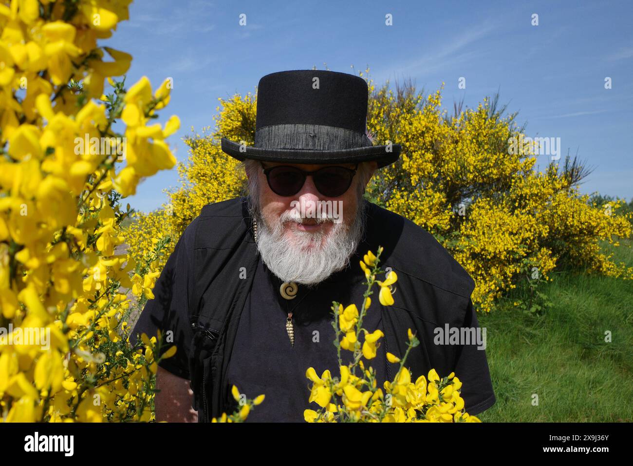 An older man, dressed in black with a modern version of a top hat, looks through blooming common broom bushes. It's a nice contrast Stock Photo