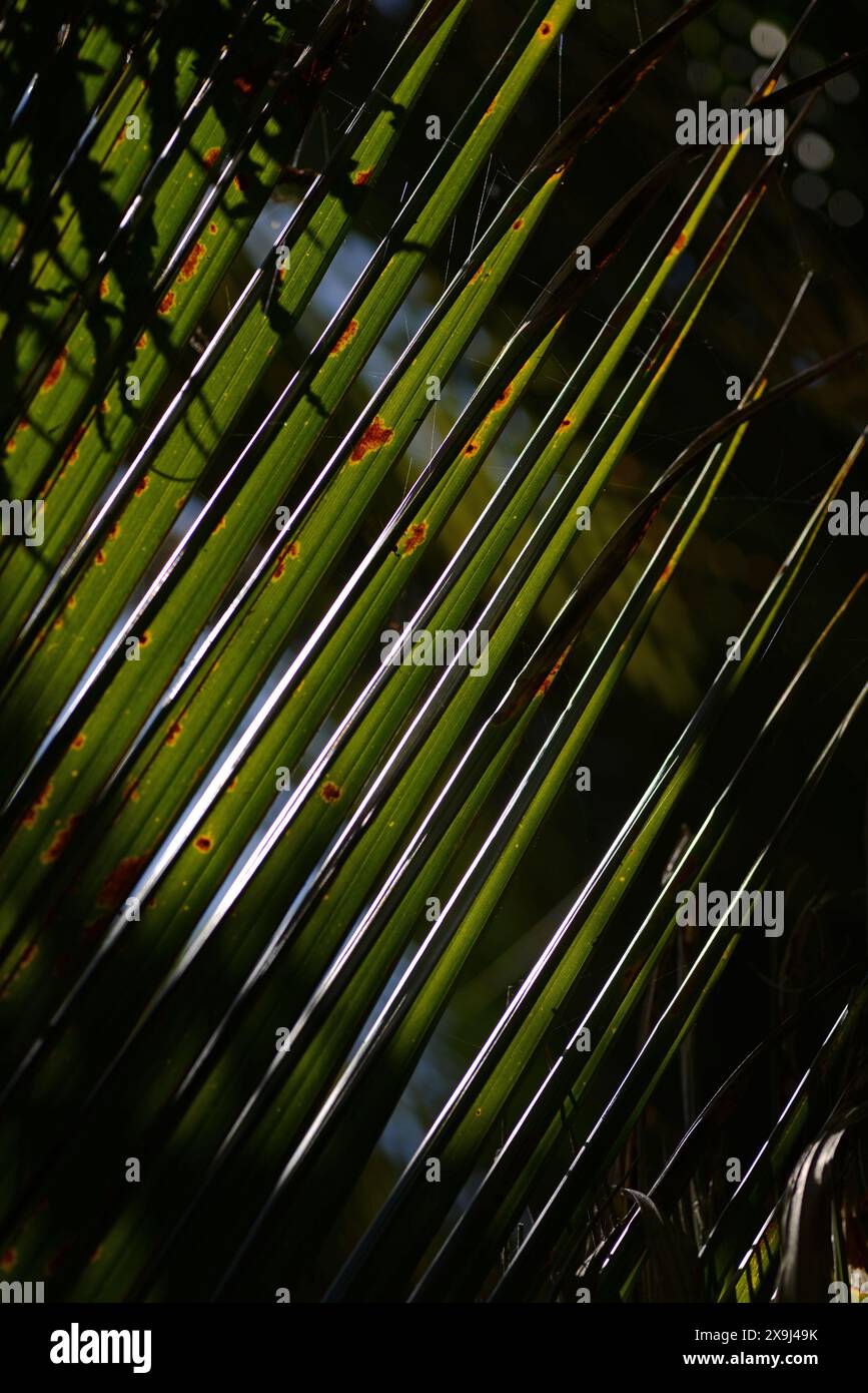 Backlighting on Nikau palm leaves, Rhopalostylis sapida,  New Zealand Stock Photo