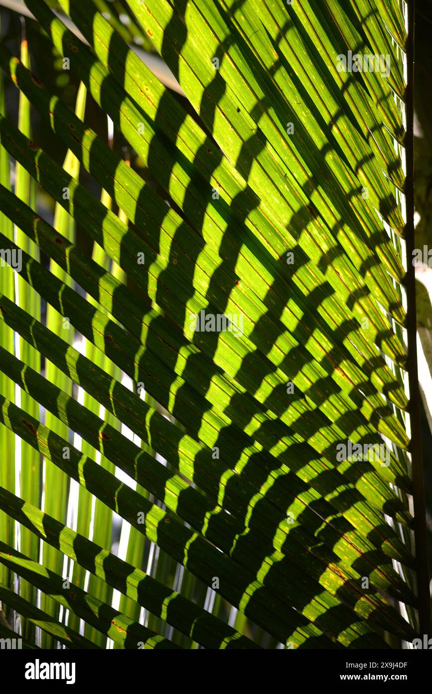 Backlighting on Nikau palm leaves, Rhopalostylis sapida,  New Zealand Stock Photo