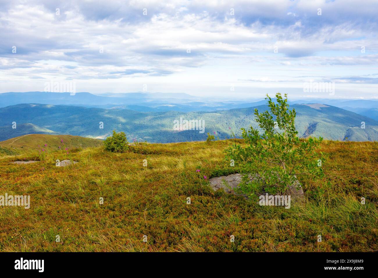 colorful hills of carpathian mountains. tree on the grassy alpine meadows of ukraine in late summer. scenery in morning dappled light beneath a cloudy Stock Photo