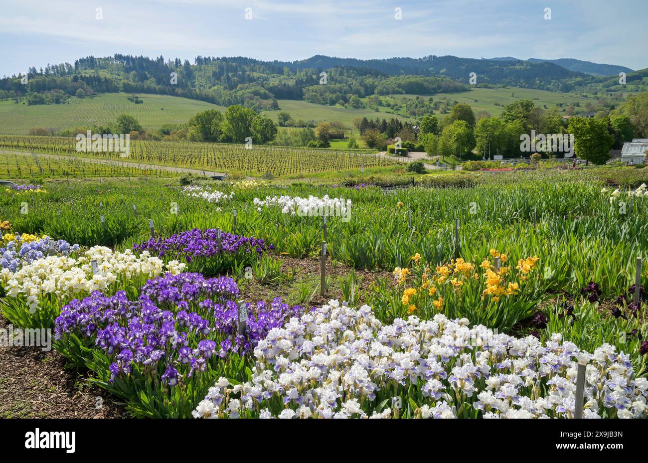 Lilien, Staudengärtnerei Gräfin von Zeppelin, Sulzburg, Baden