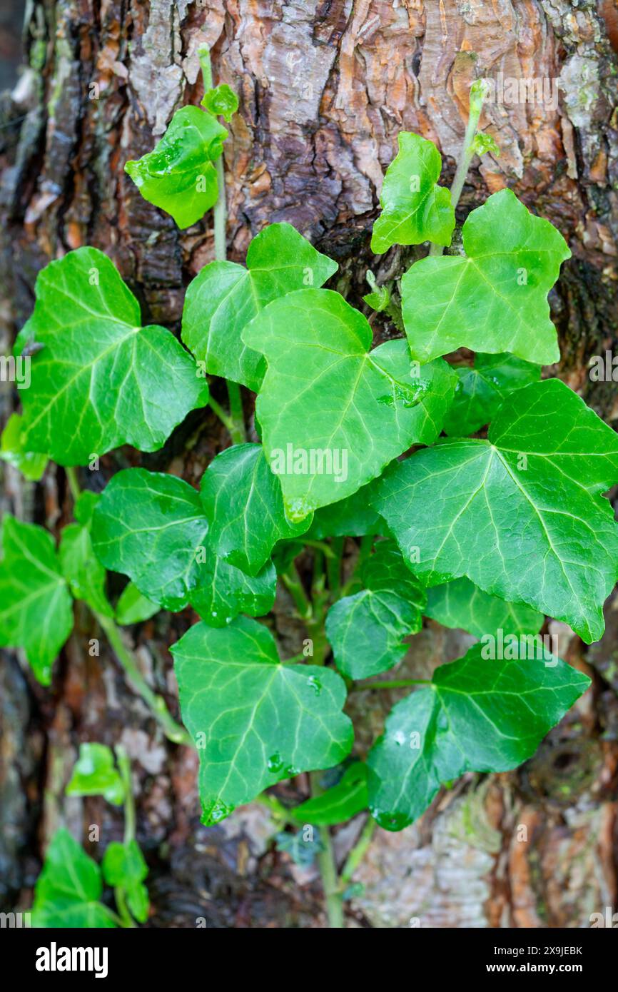 Ivy on a tree trunk Stock Photo