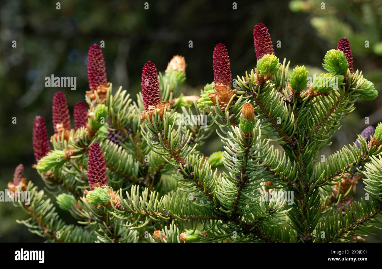 Young red cones on a fir tree branches in spring. Close up view. Stock Photo