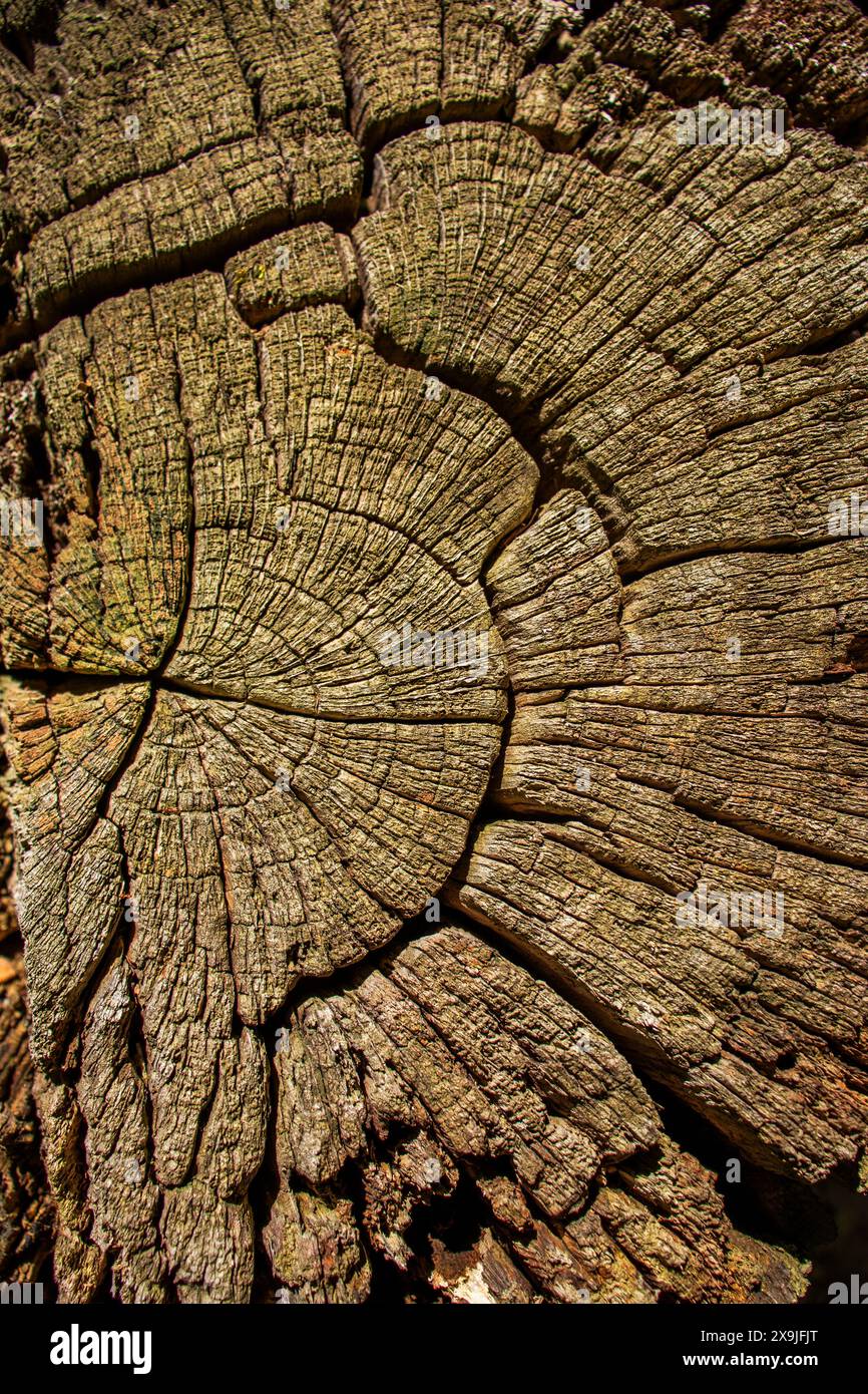 Old wood texture with natural patterns. Stock Photo