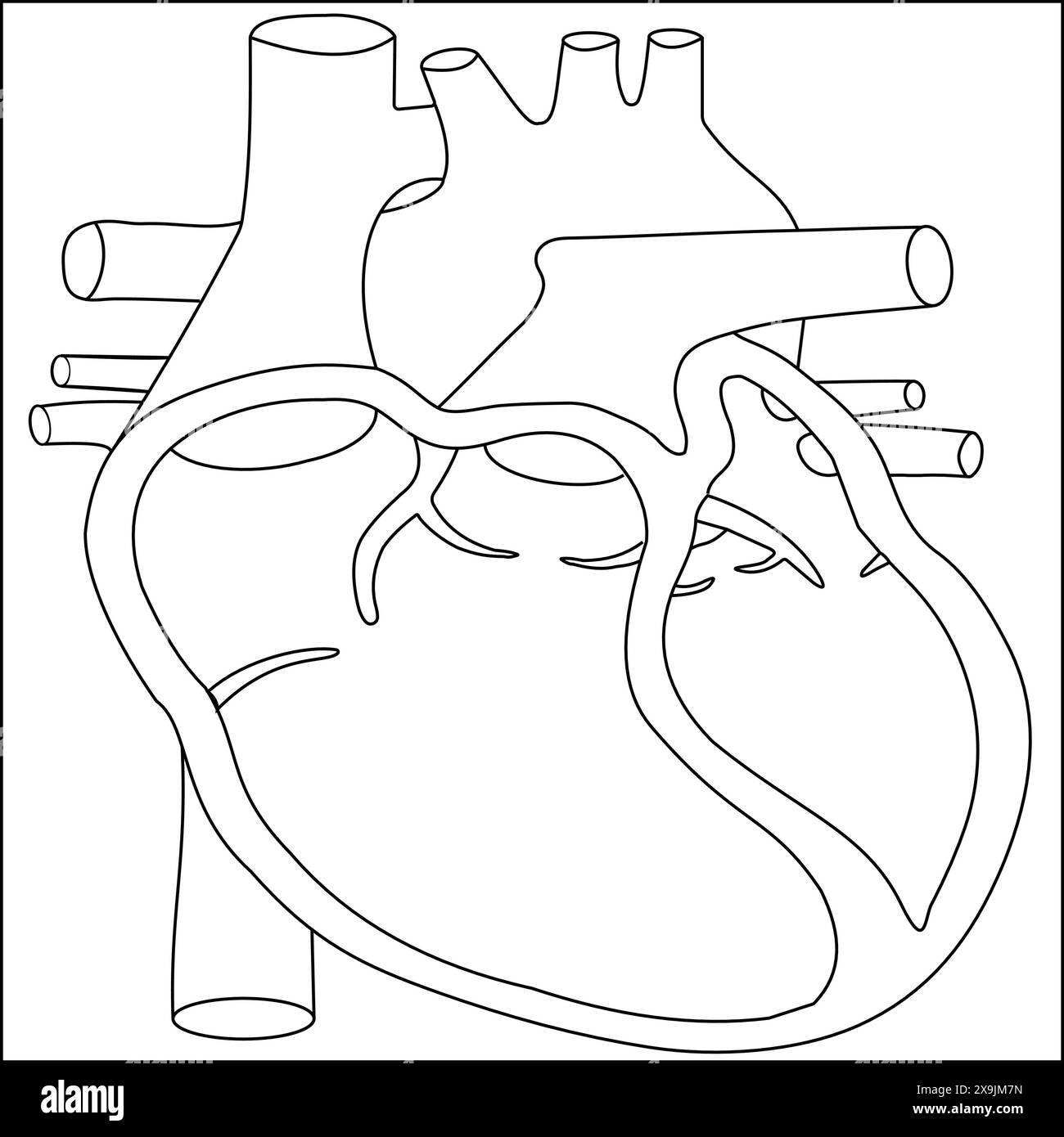 Simple Human Heart Anatomy vector illustration, cross section of human