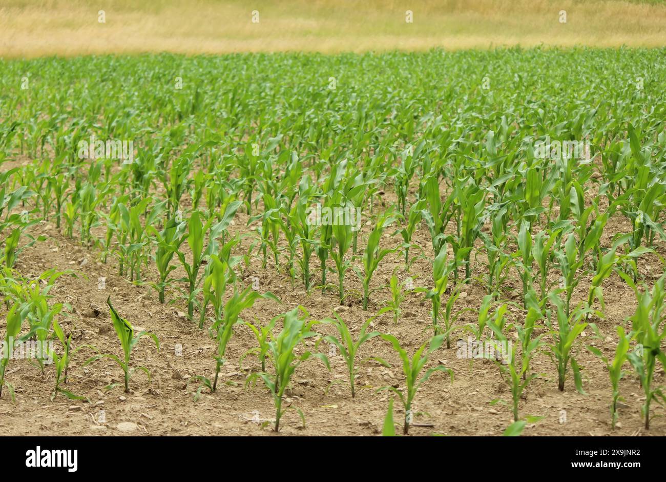 The farm field morning hi-res stock photography and images - Alamy