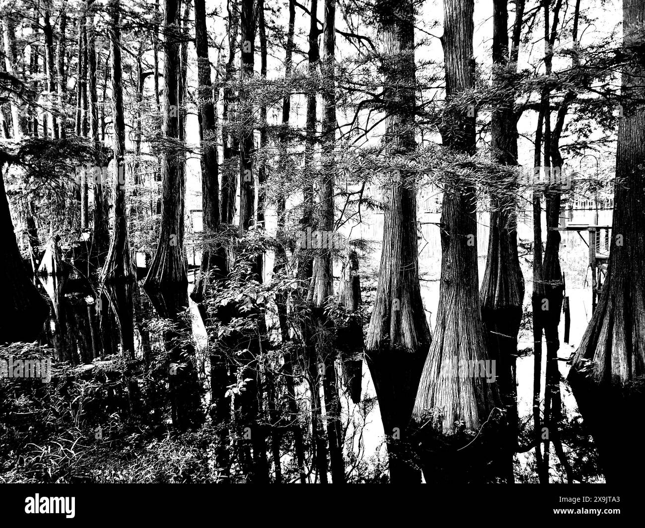Bald cypress trees in Black and White in swamp Stock Photo