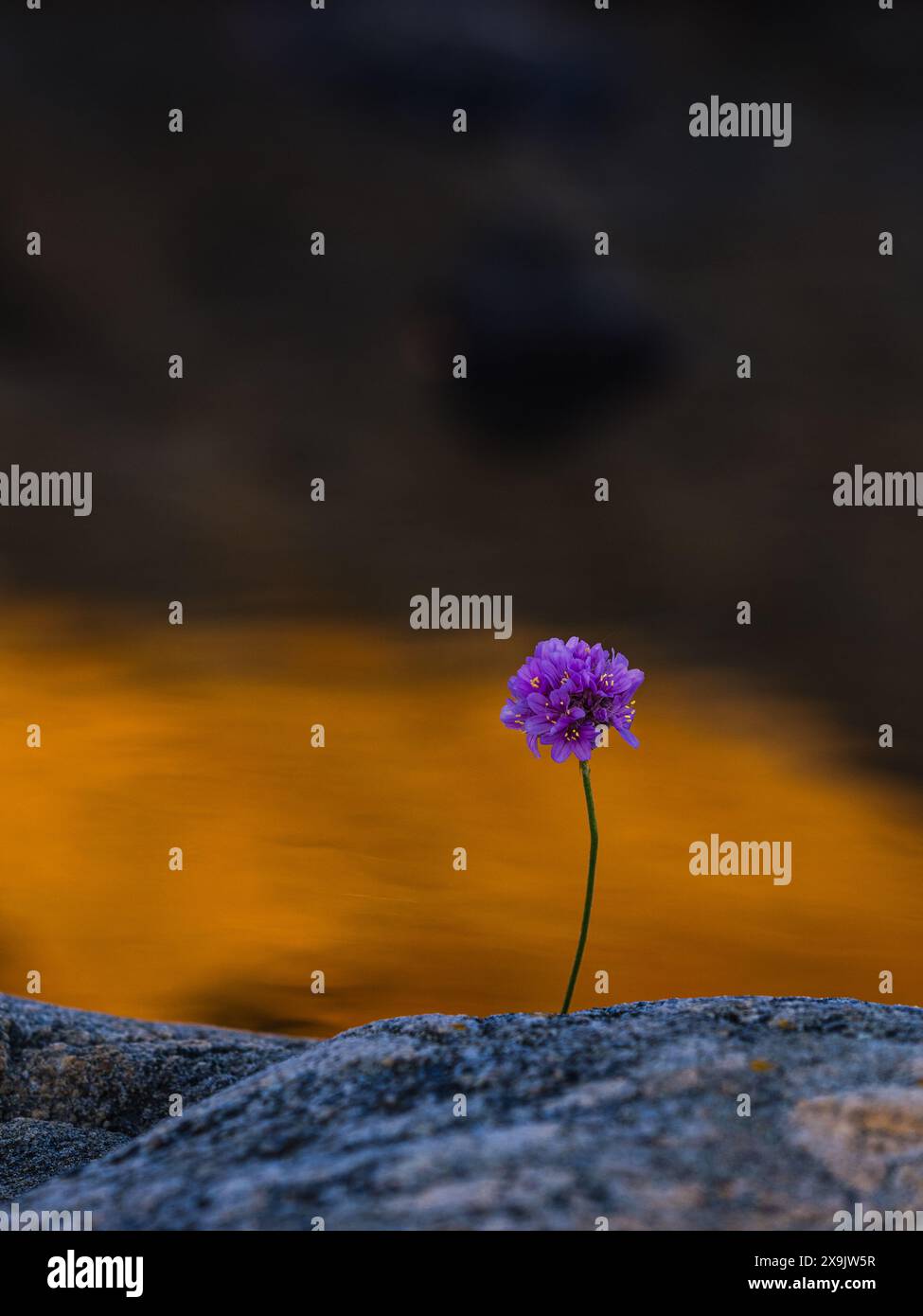 A single purple flower blooms from a rock near a stream with a golden reflection. The flower stands out against the darker background, creating a stri Stock Photo