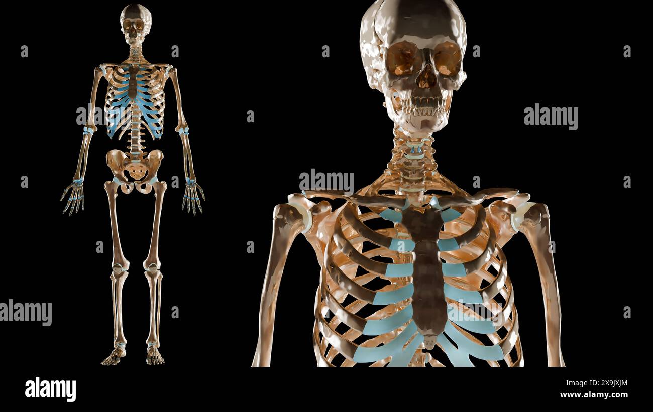 human male skeleton rotating on black background, skeletal system ...